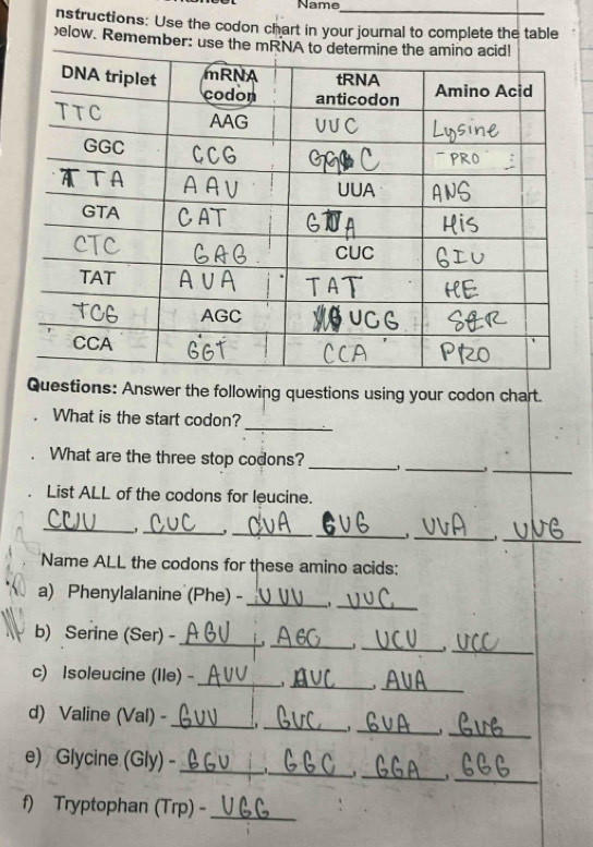 Name_ 
nstructions: Use the codon chart in your journal to complete the table 
)elow. Remember: 
Questions: Answer the following questions using your codon chart. 
_ 
What is the start codon? 
_ 
_ 
What are the three stop codons?_ 
List ALL of the codons for leucine. 
_ 
_ 
_ 
_ 
__, 
Name ALL the codons for these amino acids: 
a) Phenylalanine (Phe) -_ 
_ 
_ 
_ 
_ 
b) Serine (Ser) -_ 
_ 
_ 
c) Isoleucine (IIe) -_ 
_ 
d) Valine (Val) -_ 
__、 
e) Glycine (Gly) - _ __ 
_ 
f) Tryptophan (Trp) -_