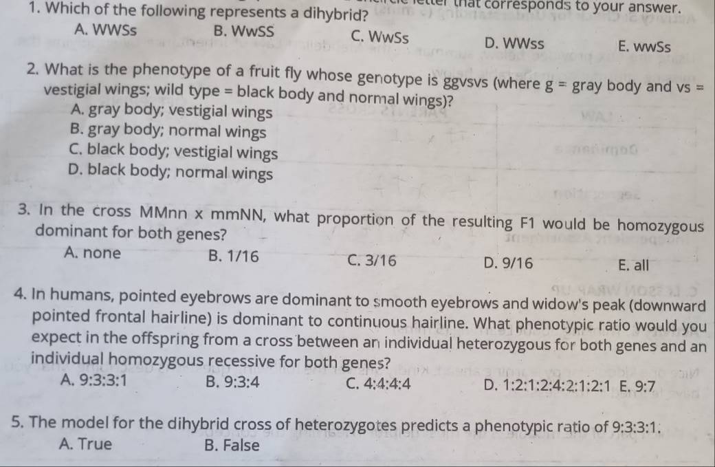 tter that corresponds to your answer.
1. Which of the following represents a dihybrid?
A. WWSs B. WwSS C. WwSs D. WWss
E. wwSs
2. What is the phenotype of a fruit fly whose genotype is ggvsvs (where g= ray body and VS=
vestigial wings; wild type = black body and normal wings)?
A. gray body; vestigial wings
B. gray body; normal wings
C. black body; vestigial wings
D. black body; normal wings
3. In the cross MMnn x mmNN, what proportion of the resulting F1 would be homozygous
dominant for both genes?
A. none B. 1/16 C. 3/16 D. 9/16 E. all
4. In humans, pointed eyebrows are dominant to smooth eyebrows and widow's peak (downward
pointed frontal hairline) is dominant to continuous hairline. What phenotypic ratio would you
expect in the offspring from a cross between an individual heterozygous for both genes and an
individual homozygous recessive for both genes?
A. 9:3:3:1 B. 9:3:4 C. 4:4:4:4 D. 1:2:1:2:4:2:1:2:1 E. 9:7
5. The model for the dihybrid cross of heterozygotes predicts a phenotypic ratio of 9:3:3:1;
A. True B. False