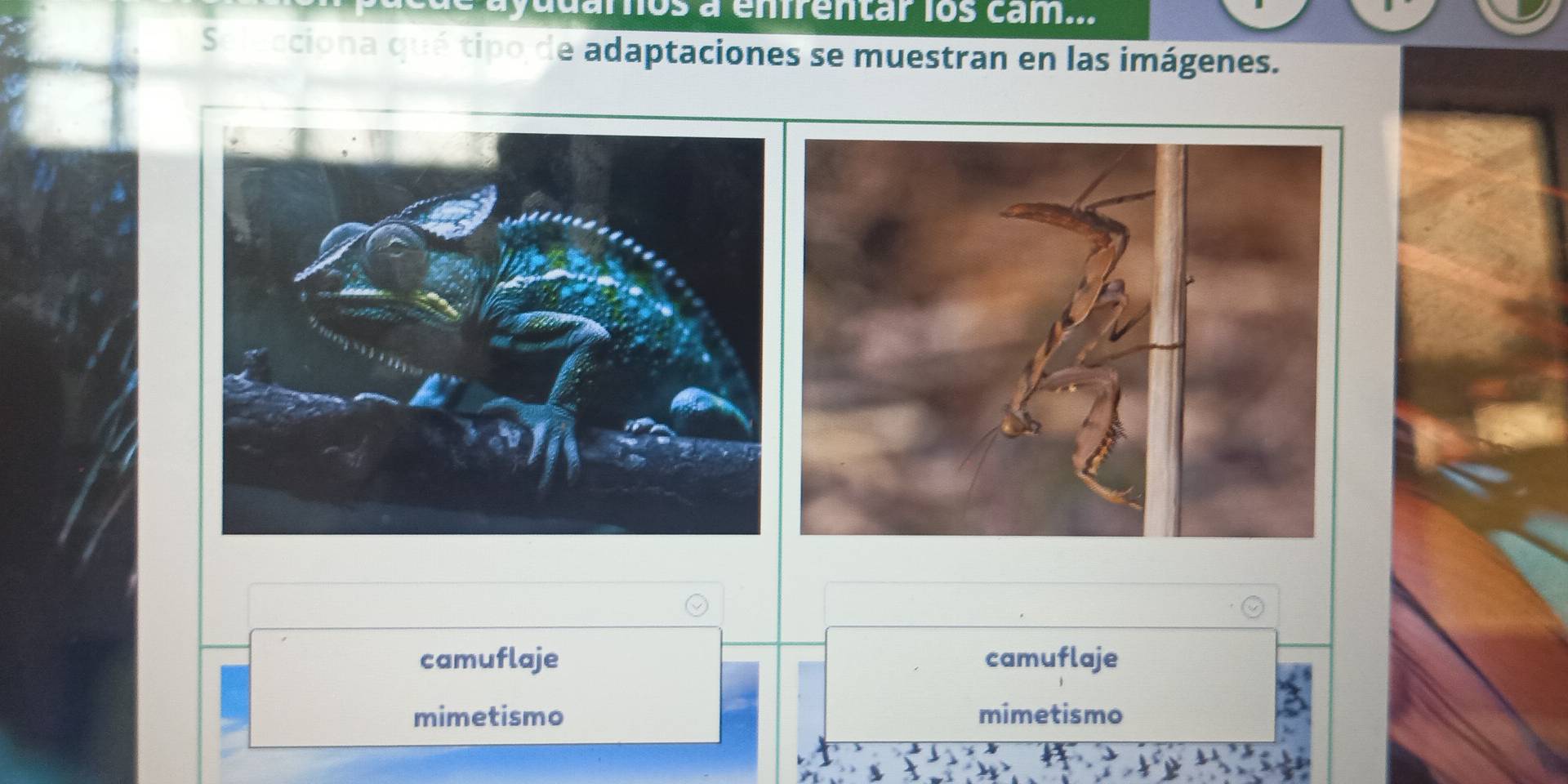 auarnos à enirentar los cam...
Selecciona qué tipo de adaptaciones se muestran en las imágenes.
camuflaje camuflaje
mimetismo mimetismo