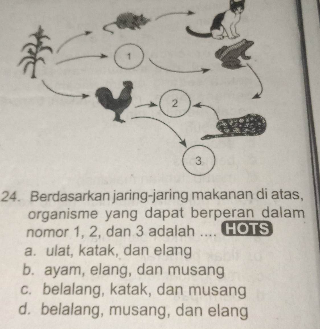 Berdasarkan jaring-jaring makanan di atas,
organisme yang dapat berperan dalam
nomor 1, 2, dan 3 adalah .... HOTS
a. ulat, katak, dan elang
b. ayam, elang, dan musang
c. belalang, katak, dan musang
d. belalang, musang, dan elang