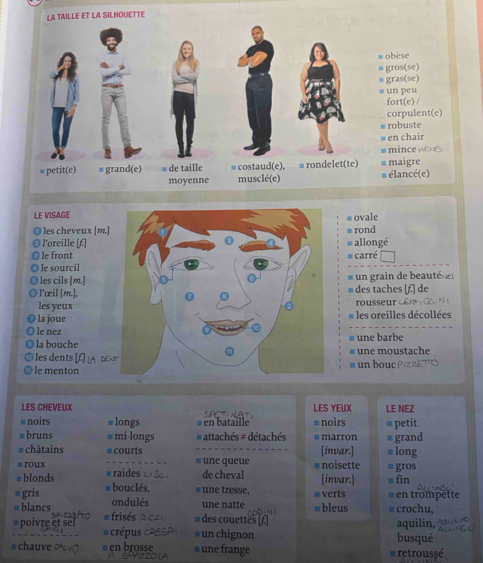 LA TAILLE ET LA SILHOUETTE
LE VISAGE
ovale
les cheveux [m.]rond
l’oreille [f.]allongé
le frontcarré 
le sourcil
les cils [m.] un grain de beauté 
l’œil [m.],des taches [f.] de
I
les yeuxrousseur C £NMGGIN I
la joue les oreilles décollées
le nez
la boucheune barbe
* une moustache
10 les dents [f N
■ un bouc
le menton
LES CHEVEUX LES YEUX LE NEZ
# noirs longs en bataille *noirs * petit
*bruns mi-longs attachés ≠ détachés * marron grand
I
* châtains courts [invar.] # long
roux une queue noisette gros
a
a
blonds raides de cheval [invar.] fin
I bouclés, I une tresse,
I gris verts en trompette
ondulés une natte 1
blancs bleus crochu,
frisés des couettes 
poivre et aquilin,
crépus # un chignon busqué
chauve en brosse une frange retroussé