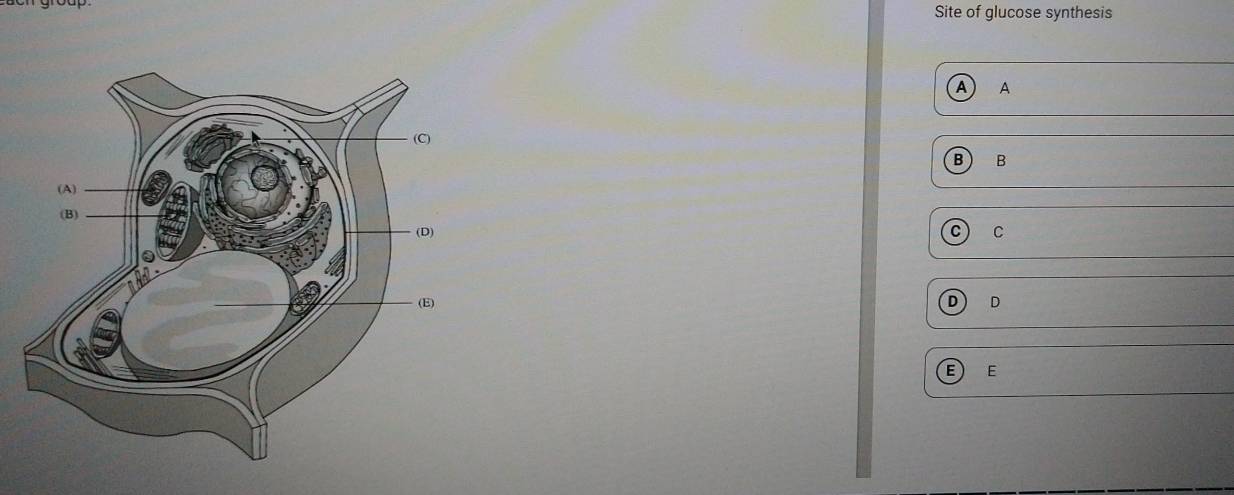 Site of glucose synthesis 
A 
B 
C 
D 
E