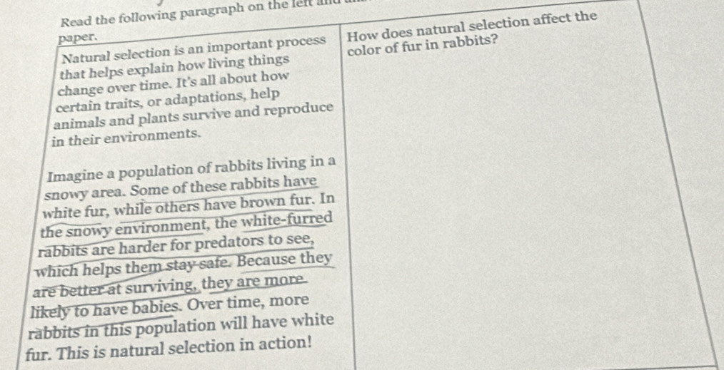 Read the following paragraph on the lelt al 
Natural selection is an important process How does natural selection affect the 
paper. 
that helps explain how living things color of fur in rabbits? 
change over time. It's all about how 
certain traits, or adaptations, help 
animals and plants survive and reproduce 
in their environments. 
Imagine a population of rabbits living in a 
snowy area. Some of these rabbits have 
white fur, while others have brown fur. In 
the snowy environment, the white-furred 
rabbits are harder for predators to see, 
which helps them stay safe. Because they 
are better at surviving, they are more 
likely to have babies. Over time, more 
rabbits in this population will have white 
fur. This is natural selection in action!