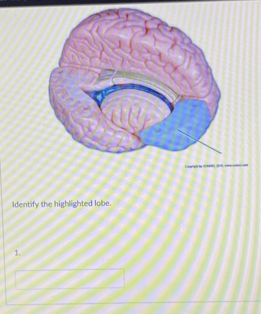 Identify the highlighted lobe. 
1.