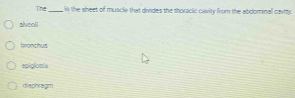 The_ is the sheet of muscle that divides the thoracic cavity from the abdominall cavity.
alveoli
bronchus
epiglottis
diaphragm