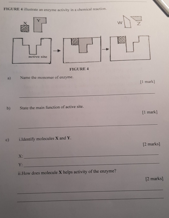 FIGURE 4 illustrate an enzyme activity in a chemical reaction. 
FIGURE 4 
a) Name the monomer of enzyme. 
[1 mark] 
_ 
b) State the main function of active site. 
[1 mark] 
_ 
c) i.Identify molecules X and Y. 
[2 marks] 
X: 
_ 
Y: 
_ 
ii.How does molecule X helps activity of the enzyme? 
[2 marks] 
_ 
_