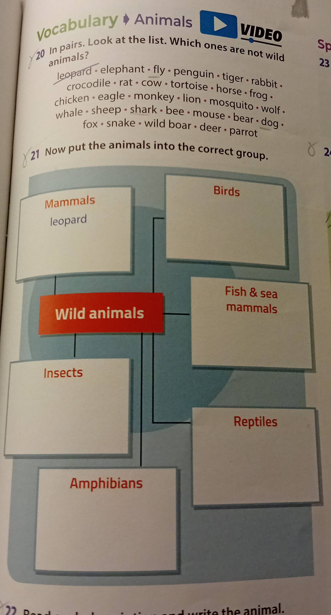 Vocabulary ♦ Animals
VIDEO Sp
20 In pairs. Look at the list. Which ones are not wild
animals?
23
leopard - elephant - fly • penguin - tiger • rabbit «
crocodile • rat > cow • tortoise • horse + frog «
chicken - eagle • monkey • lion • mosquito • wolf •
whale - sheep - shark - bee - mouse - bear - dog .
fox - snake - wild boar - deer • parrot 
w put the animals into the corr
2
ite the animal.