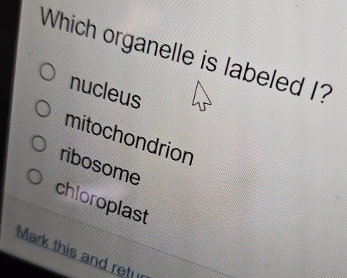 Which organelle is labeled I?
nucleus
mitochondrion
ribosome
chloroplast
Mark this and ret