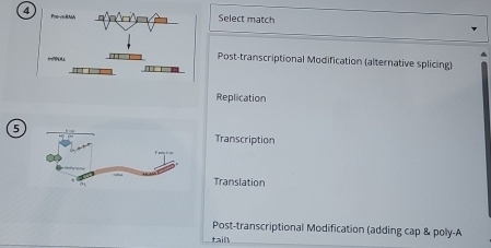 Select match
Post-transcriptional Modification (alternative splicing)
Replication
5
Transcription
Translation
Post-transcriptional Modification (adding cap & poly-A
tain