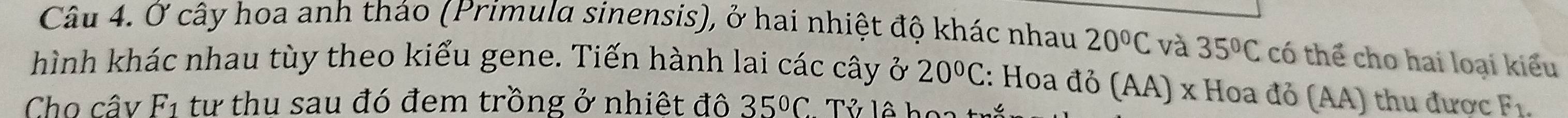 Ở cây hoa anh tháo (Primula sinensis), ở hai nhiệt độ khác nhau 20°C và 35°C có thể cho hai loại kiểu 
hình khác nhau tùy theo kiểu gene. Tiến hành lai các cây ở 20°C : Hoa đỏ (AA) x Hoa đỏ (AA) thu được C
Cho cây F1 tư thu sau đó đem trồng ở nhiệt đô 35°C Tử lô hoa