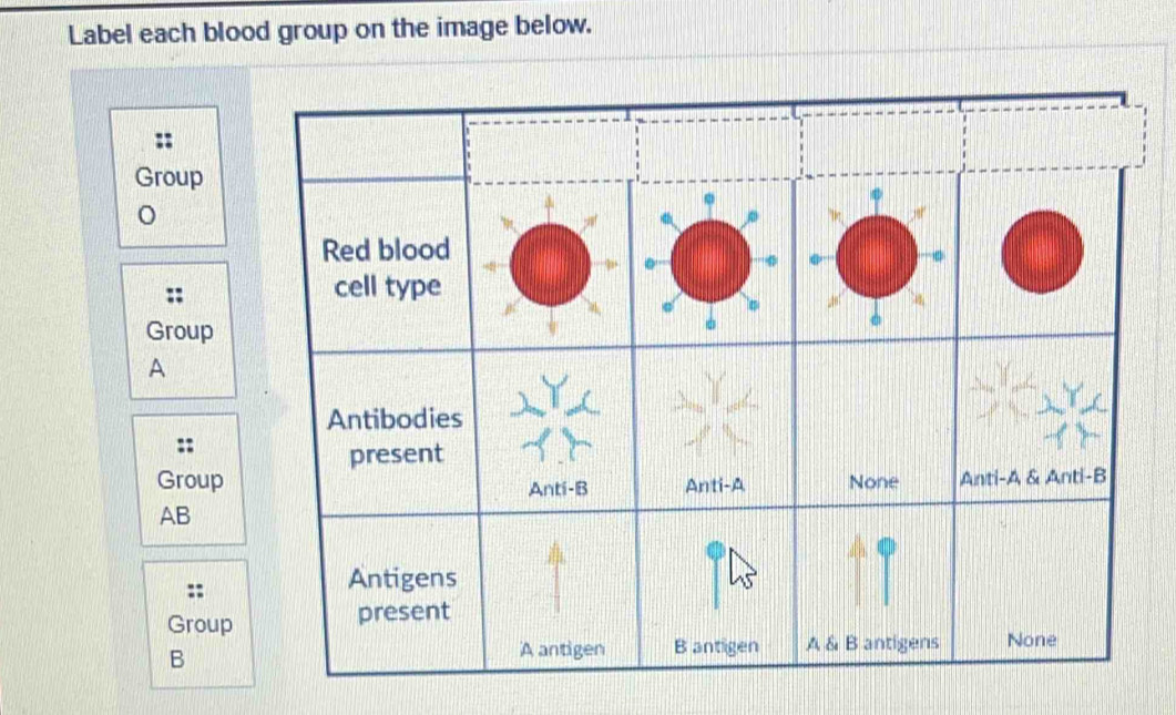 Solved: Label each blood group on the image below. Group Group A Group ...