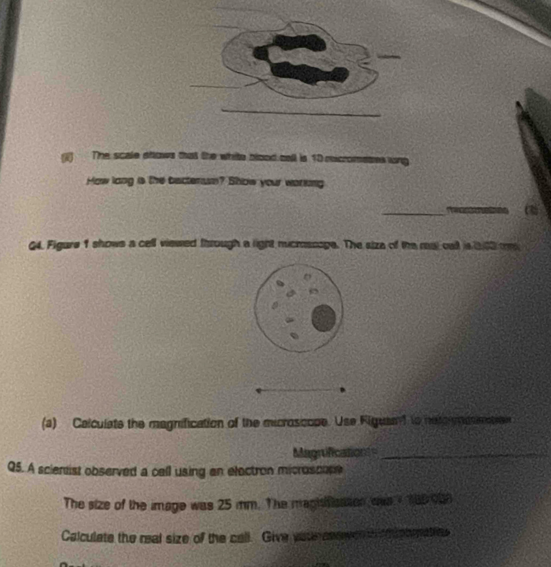 () The scale shows that the white blood cell is 10 mcromeses ng 
How lang is the bectenum? Show your worsng 
_ 
_ 
Q4. Figure 1 shows a cell viewed through a light mucrscoge. The siza of the mal oa is a 02 m
(a) Calculate the magnification of the microscope. Use Figutad to netorosateen 
Magnifications_ 
QS. A scierist observed a call using an elactron microscuse 
The size of the image was 25 mm. The magisicaton ws 100 908
Calculate the real size of the call. Give yatr anewen i emtobraties