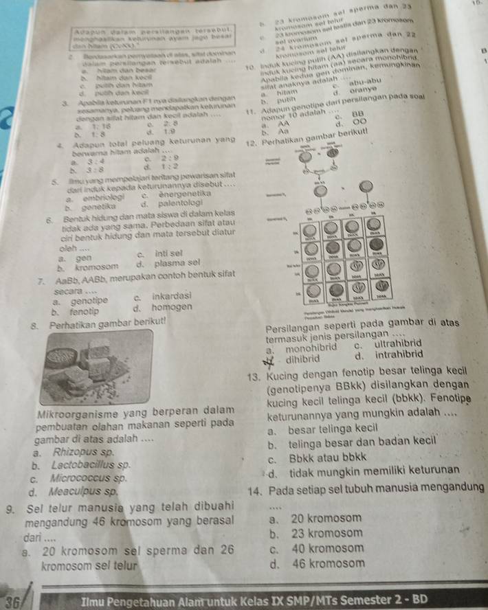 5 23 kromosom sel sperma dan 23
Auapun Baïam persilangan térsebut Aromasam set telur
can Nam mönzhaalikan kehicpaan avam jagú beear 23 fromosom sel lestís dan 23 Kromosom
sel avarium
(1,4,5)
24 kromosom sel sperma đan 22
2. Berdasarkan peryatan dl alas, sitat dominan
Aromosom sel tefu
10. Induk kucing pulih (AA) disilangkan dengan B
dalam persilangan tersebut adalah
a. Nilam dan besar
mauk kucing hltam (an) secara monohlbrg
b. hitam dan kécil
Apabila kedua gen dominan, kemüngkinan
c. putih dan hitam
silat anaknya adalah c abu-abu
d. pulih dan kecil
3. Apablia kəturunan F 1 nya daillangkan dengan
samanya, peluang mendapatkan kelurunan a hitam d oranye
t 1. Adapun genotipe dari persilangan pada soal
dengan silat hilam dan kecil adalah .... b. puth
nomor 10 adalah ==
c. BB
a 1:16 0. 2:8
D 1:8 1:9 a. AA
4. Adapun total peluang keturunan yan b. Aa d. OO
12. Perhatikan gambar berikut!
berwara hitam adalah ...
a. 3:4 c 2:9
b 3:8 d. 1:2
5. filmu yang mempolajari teritang pewarisan sifat
darí induk kepada keturunannya disəbut ...
a. embriolog! c. ènergenetika __.
b. genetika d. palentologi
6. Bentuk hidung dan mata siswa di dalam kelas
tidak ada yang sama. Perbedaan sifat atau __
ciri bentuk hidung dan mata tersebut diatur
oleh ....
a. gen c. inti sel
b. kromosom d. plasma sel ..
7. AaBb, AABb, merupakan contoh bentuk sifat
    
secara ....
a. genotipe c. inkardasi
b. fenotip d. homogen oh
8. Perhatikan gambar berikut!        th v      
Persilangan seperti pada gambar di atas
termasuk jenis persilangan ....
a. monohibrid c. ultrahibrid
diħibrid d. intrahibrid
13. Kucing dengan fenotip besar telinga kecil
(genotipenya BBkk) disilangkan dengan
Mikroorganisme yang berperan dalam kucing kecil telinga kecil (bbkk). Fenotipe
pembuatan olahan makanan seperti pada keturunannya yang mungkin adalah ....
gambar di atas adalah .... a. besar telinga kecil
a. Rhizopus sp. b. telinga besar dan badan kecil
b. Lactobacillus sp. c. Bbkk atau bbkk
c. Micrococcus sp. d. tidak mungkin memiliki keturunan
d. Meaculpus sp. 14. Pada setiap sel tubuh manusia mengandung
9. Sel telur manusia yang telah dibuahi
mengandung 46 kromosom yang berasal a. 20 kromosom
dari .... b. 23 kromosom
a. 20 kromosom sel sperma dan 26 c. 40 kromosom
kromosom sel telur d. 46 kromosom
36 Ilmu Pengetahuan Alam untuk Kelas IX SMP/MTs Semester 2-BD