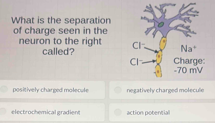 What is the separation
of charge seen in the
neuron to the right
called?
positively charged molecule negatively charged molecule
electrochemical gradient action potential