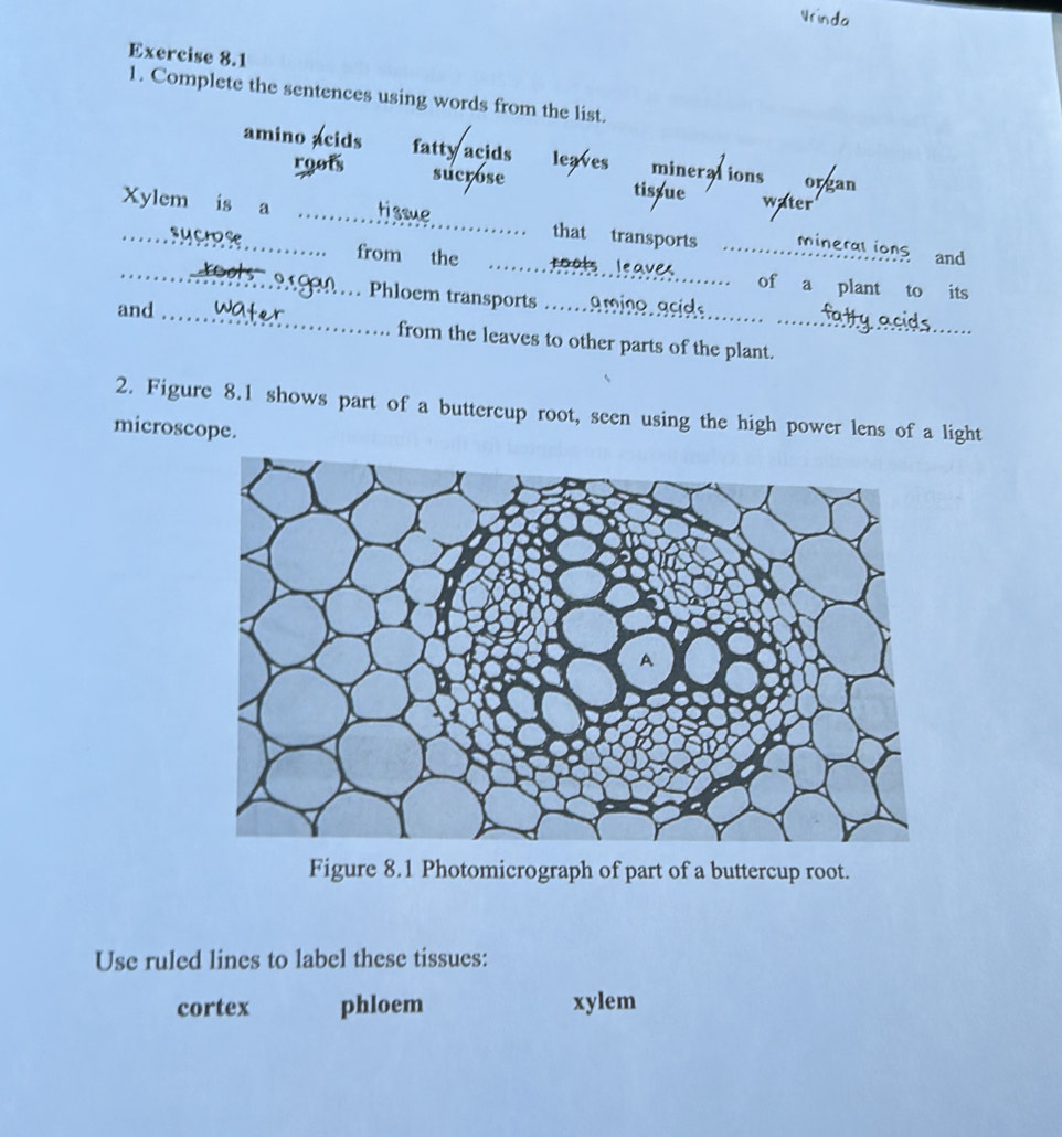 Complete the sentences using words from the list.
amino acids fatty acids leaves minerations organ
o o f sucrose tissue
ater
Xylem is a_ tissue _that transports _mineral ions and
_sucrose from the _roots leaves of a plant to
… Phloem transports . amino acid its
and _from the leaves to other parts of the plant._
2. Figure 8.1 shows part of a buttercup root, seen using the high power lens of a light
microscope.
Figure 8.1 Photomicrograph of part of a buttercup root.
Use ruled lines to label these tissues:
cortex phloem xylem