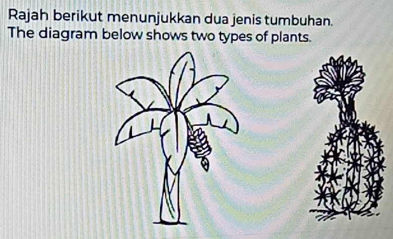 Selesai:Rajah berikut menunjukkan dua jenis tumbuhan. The diagram below ...