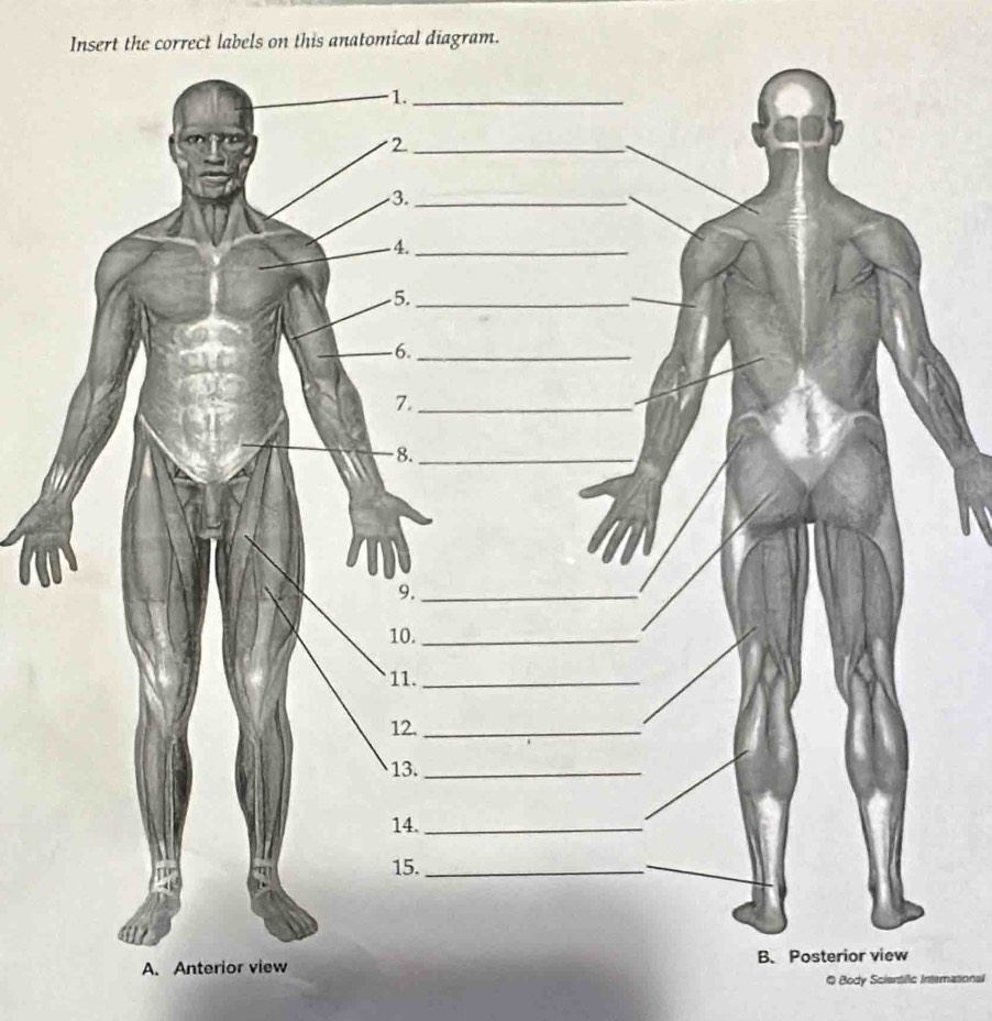 Insert the correct labels on this anatomical diagram. 
Q Body Scientific International