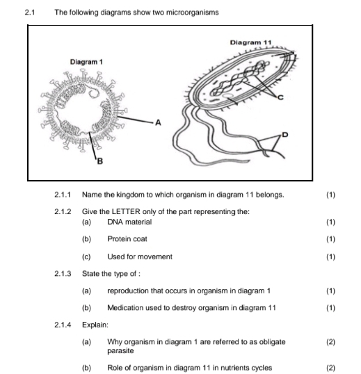 2.1 The following diagrams show two microorganisms 
2.1.1 Name the kingdom to which organism in diagram 11 belongs. (1) 
2.1.2 Give the LETTER only of the part representing the: 
(a) DNA material (1) 
(b) Protein coat (1) 
(c) Used for movement 
(1) 
2.1.3 State the type of 
(a) reproduction that occurs in organism in diagram 1 (1) 
(b) Medication used to destroy organism in diagram 11 (1) 
2.1.4 Explain: 
(a) Why organism in diagram 1 are referred to as obligate (2) 
parasite 
(b) Role of organism in diagram 11 in nutrients cycles (2)