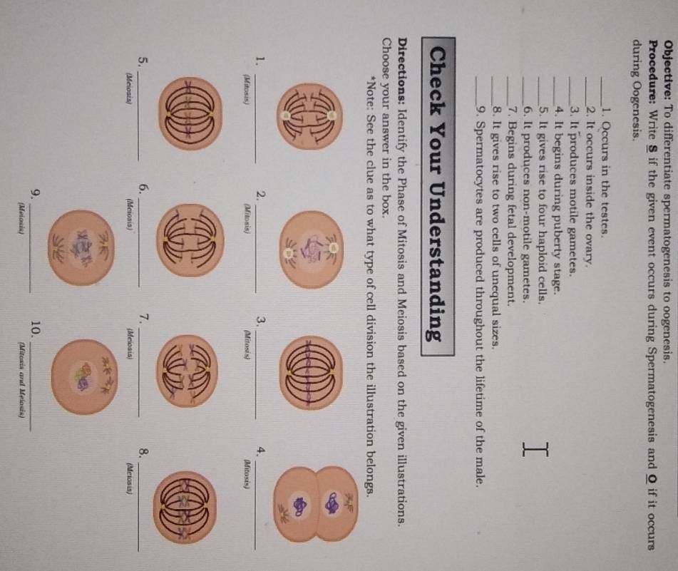 Objective: To differentiate spermatogenesis to oogenesis. 
Procedure: Write § if the given event occurs during Spermatogenesis and Q if it occurs 
during Oogenesis 
_1. Occurs in the testes. 
_2. It occurs inside the ovary. 
_3. It produces motile gametes. 
_4. It begins during puberty stage. 
_5. It gives rise to four haploid cells. 
_6. It produces non-motile gametes. 
_7. Begins during fetal development. 
_8. It gives rise to two cells of unequal sizes. 
_9. Spermatocytes are produced throughout the lifetime of the male. 
Check Your Understanding 
Directions: Identify the Phase of Mitosis and Meiosis based on the given illustrations. 
Choose your answer in the box. 
*Note: See the clue as to what type of cell division the illustration belongs. 
1._ 
2._ 
3._ 
4._ 
(Mitosis) (Mitosis) (Mitosis) (Mitosis) 
5._ 
6._ 
7._ 
8._ 
(Meiosis) (Meiosis) (Meiosis) (Meiosis) 
9._ 10._ 
(Meiosis) (Mitosis and Meiosis)