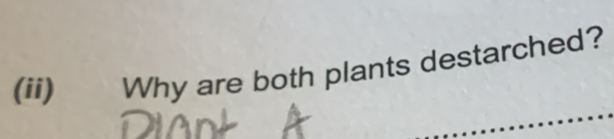 (ii) Why are both plants destarched?