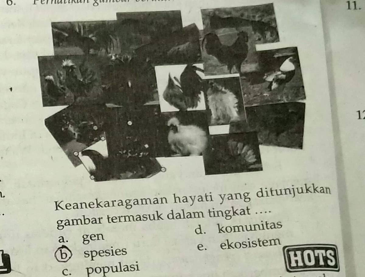 Keanekaragaman hayati n
gambar termasuk dalam tingkat ....
a. gen d. komunitas
b spesies e. ekosistem
c. populasi