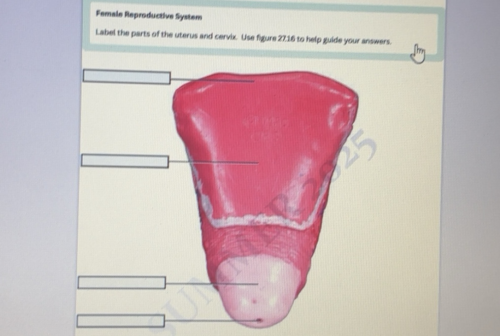Solved: Female Reproductive System Label the parts of the uterus and ...