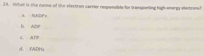 What is the name of the electron carrier responsible for transporting high-energy electrons?
a. NADP +
b. ADP
C. ATP
d. FADH_2