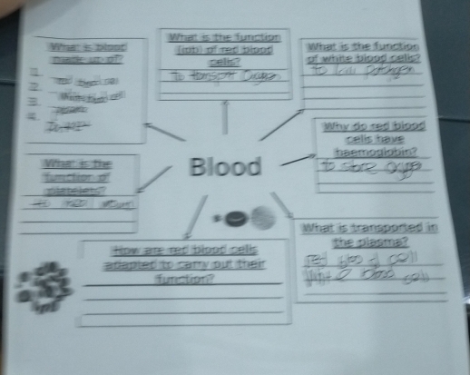 What is blootWhat is the function 
Dade up of?of white blood cells? 
a
7 t 
4. 
Why do red blood 
cells have 
What is the haemoglobin? 
functior of Blood 
_ 
platelets" 
What is transported in 
how are red blood cells the plasms? 
adapted to carry put their _ 
function? 
_ 
_ 
_ 
_