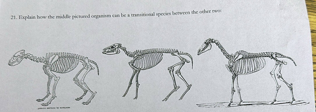 Explain how the middle pictured organism can be a transitional species between the other two: