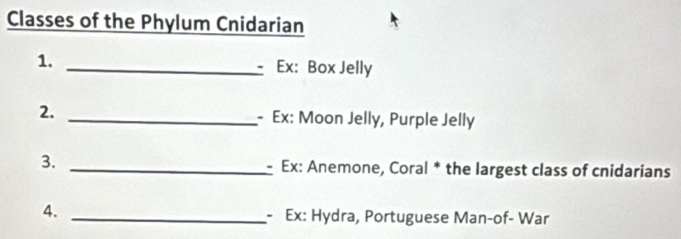 Classes of the Phylum Cnidarian 
1. 
_ Ex: Box Jelly 
2. _- Ex: Moon Jelly, Purple Jelly 
3._ 
Ex: Anemone, Coral * the largest class of cnidarians 
4._ 
- Ex: Hydra, Portuguese Man-of- War