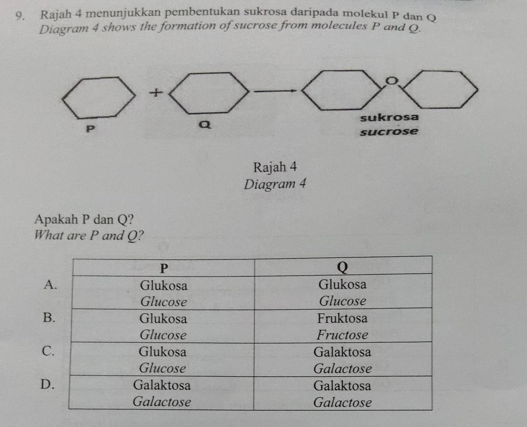 Rajah 4 menunjukkan pembentukan sukrosa daripada molekul P dan Q
Diagram 4 shows the formation of sucrose from molecules P and Q. 
+
P
Q
sukrosa 
sucrose 
Rajah 4 
Diagram 4 
Apakah P dan Q? 
What are P and Q?