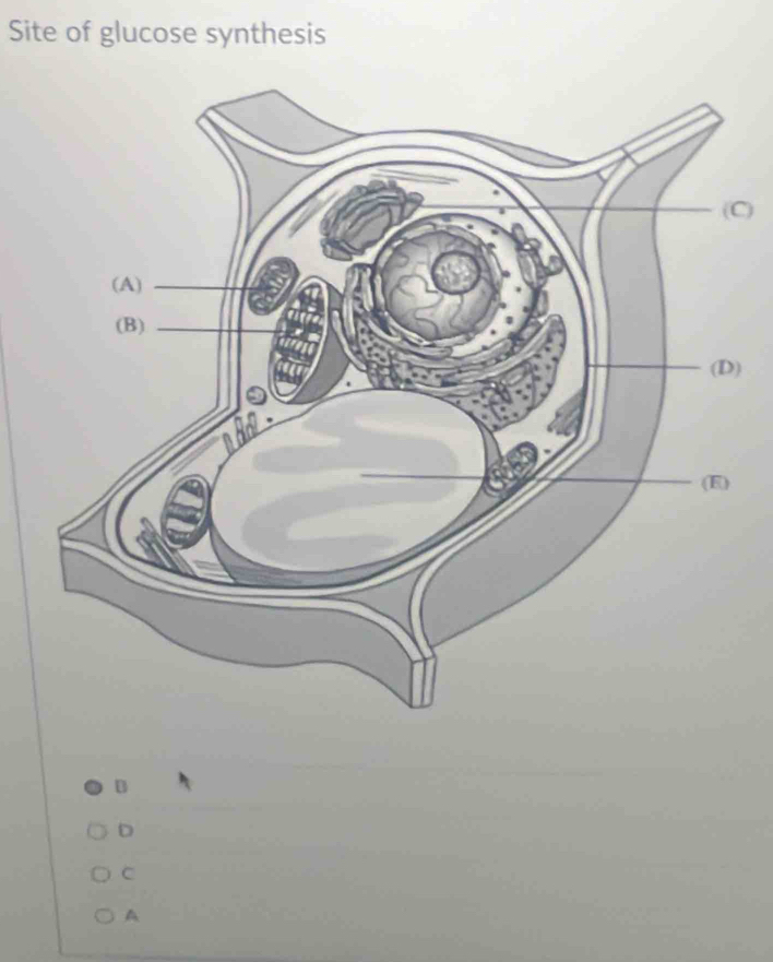Site of glucose synthesis
C)
)
B
D
C
A