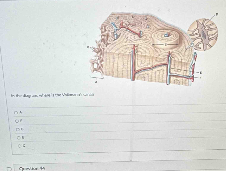 In the diagram, where is the Volkmann's canal?
A
F
B
E
C
Question 44