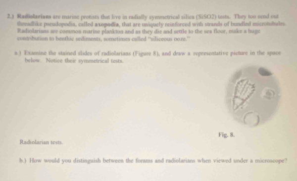 2.) Radiolarians are marine protists that live in radially symmetrical silica (SiSO2) tests. They too send out 
threadlike pseudopodia, called axopodia, that are uniquely reinforced with strands of bundled microtubules 
Radiolarians are common marine plankton and as they die and settle to the sea floor, make a huge 
contribution to benthic sediments, sometimes called “siliceous ooze.” 
a.) Examine the stained slides of radiolarians (Figure 8), and draw a representative picture in the space 
below. Notice their symmetrical tests. 
Fig. 8. 
Radiolarian tests. 
b.) How would you distinguish between the forams and radiolarians when viewed under a microscope?