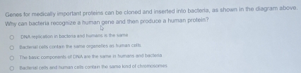 Genes for medically important proteins can be cloned and inserted into bacteria, as shown in the diagram above.
Why can bacteria recogrize a human gene and then produce a human profein?
DNA replication in bacteria and humans is the same
Bacterial celis contain the same organelles as human cells
The basic components of DNA are the same in humans and bacteria
Bacterial cetls and human cells contain the same kind of chromosomes