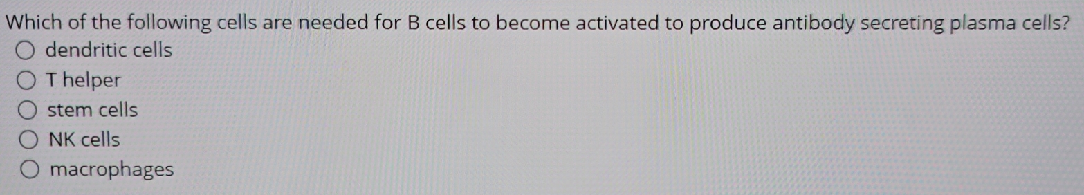 Which of the following cells are needed for B cells to become activated to produce antibody secreting plasma cells?
dendritic cells
T helper
stem cells
NK cells
macrophages