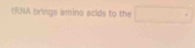 tRNA brings amino acids to the □