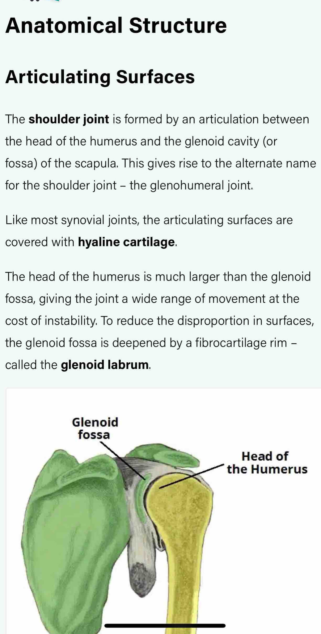 Solved: Anatomical Structure Articulating Surfaces The shoulder joint ...