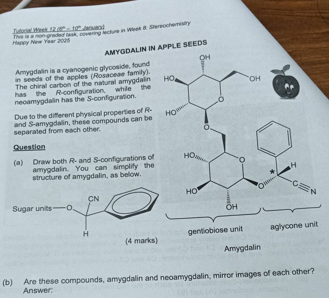 Tutorial Week 12 _ (6^(th)-10^(th) January)
This is a non-gra covering lecture in Week 8: Stereochemistry
Happy New Year 2025
AMYGDALIN IN PLE SEEDS
Amygdalin is a cyanogenic glycoside, found
in seeds of the apples (Rosaceae family).
The chiral carbon of the natural amygdalin 
has the R-configuration, while the
neoamygdalin has the S-configuration.
Due to the different physical properties of R-
and S-amygdalin, these compounds can be
separated from each other.
Question
(a) Draw both R- and S-configurations of
amygdalin. You can simplify the
structure of amygdalin, as below.
Amygdalin
(b) Are these compounds, amygdalin and neoamygdalin, mirror images of each other?
Answer: