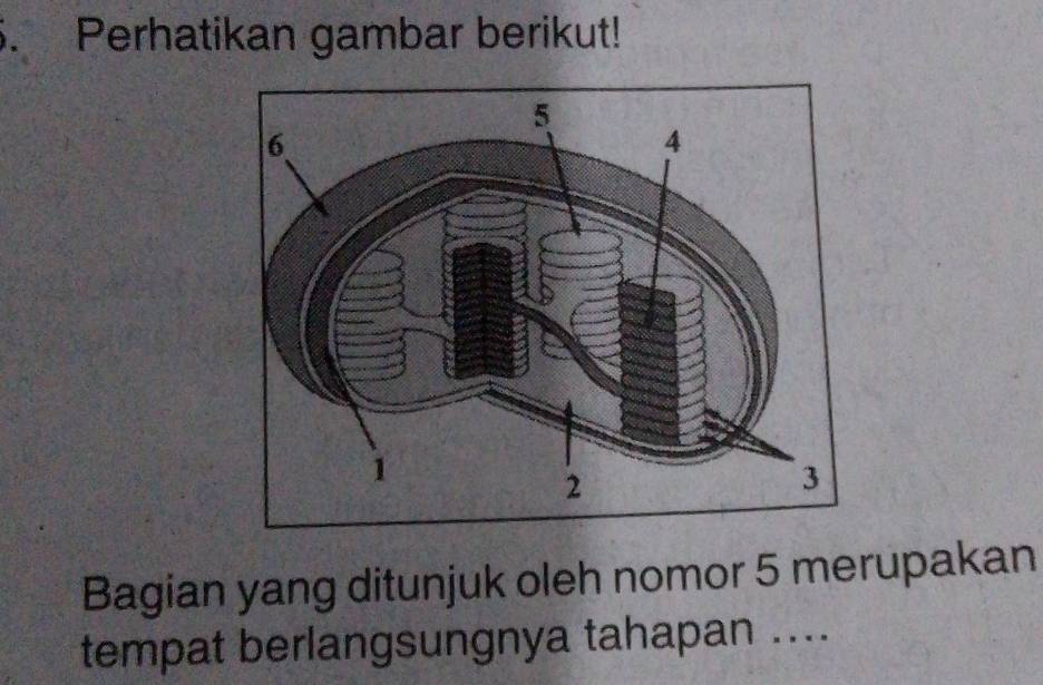 Perhatikan gambar berikut! 
Bagian yang ditunjuk oleh nomor 5 merupakan 
tempat berlangsungnya tahapan ....