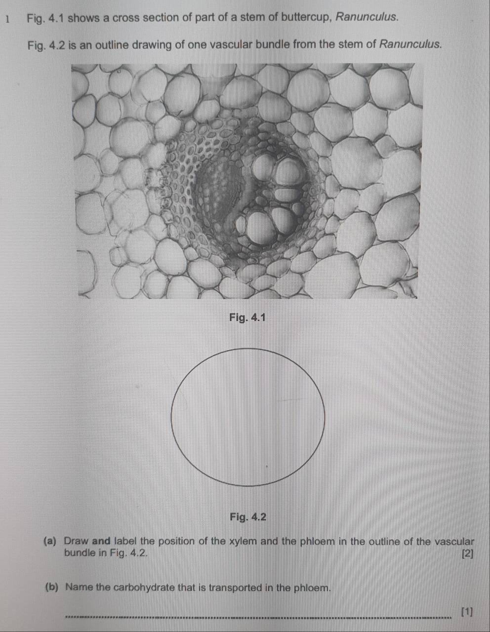 Fig. 4.1 shows a cross section of part of a stem of buttercup, Ranunculus. 
Fig. 4.2 is an outline drawing of one vascular bundle from the stem of Ranunculus. 
Fig. 4.1 
Fig. 4.2 
(a) Draw and label the position of the xylem and the phloem in the outline of the vascular 
bundle in Fig. 4.2. [2] 
(b) Name the carbohydrate that is transported in the phloem. 
_[1]