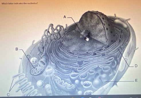 Which letter indicates the nucleolus?
D
E 
C