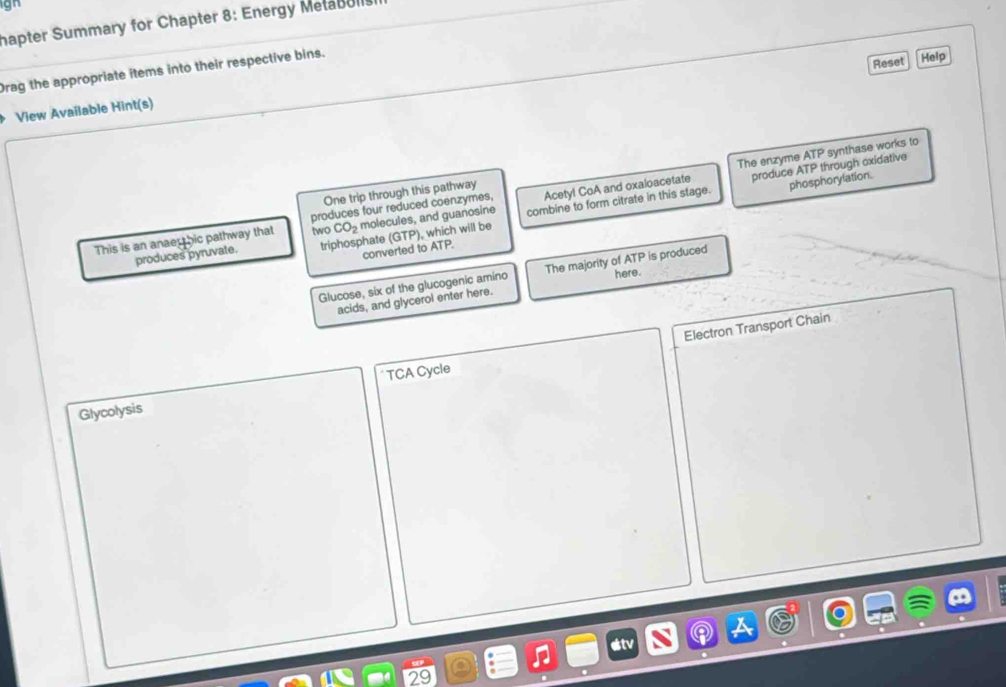 hapter Summary for Chapter 8: Energy Metabull. 
Reset Help 
Drag the appropriate items into their respective bins. 
View Available Hint(s) 
The enzyme ATP synthase works to 
produce ATP through oxidative 
One trip through this pathway 
This is an anaer hic pathway that produces four reduced coenzymes, Acety! CoA and oxaloacetate 
phosphorylation. 
two CO_2 molecules, and guanosine 
produces pyruvate. triphosphate (GTP) , which will be combine to form citrate in this stage. 
converted to ATP. 
Glucose, six of the glucogenic amino The majority of ATP is produced here. 
acids, and glycerol enter here. 
Electron Transport Chain 
Glycolysis TCA Cycle