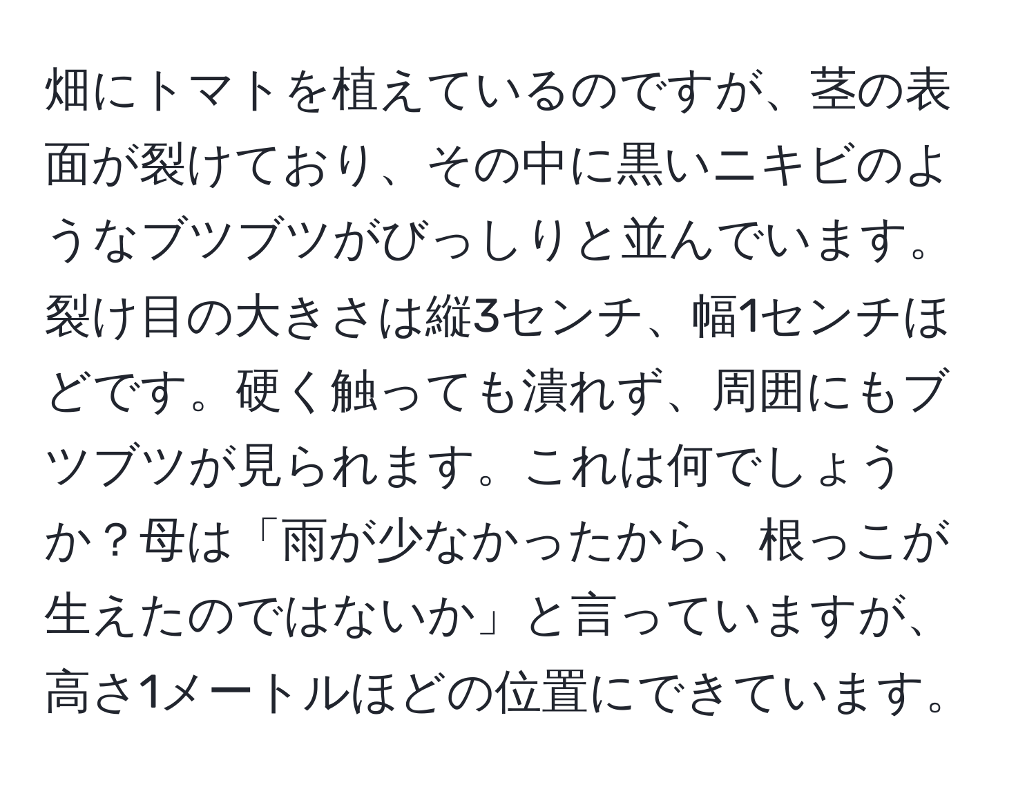 畑にトマトを植えているのですが、茎の表面が裂けており、その中に黒いニキビのようなブツブツがびっしりと並んでいます。裂け目の大きさは縦3センチ、幅1センチほどです。硬く触っても潰れず、周囲にもブツブツが見られます。これは何でしょうか？母は「雨が少なかったから、根っこが生えたのではないか」と言っていますが、高さ1メートルほどの位置にできています。