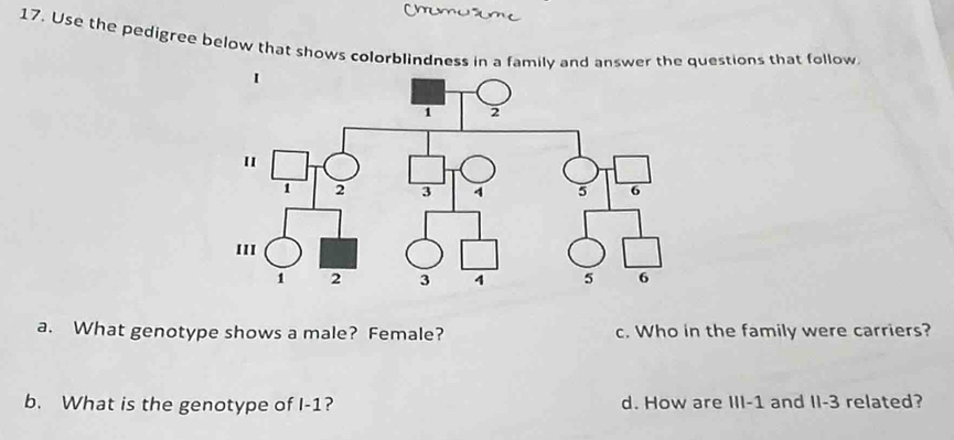 Use the pedigree below that shows colorblindness in a family and answer the questions that follow 
a. What genotype shows a male? Female? c. Who in the family were carriers? 
b. What is the genotype of I-1? d. How are III-1 and II- 3 related?