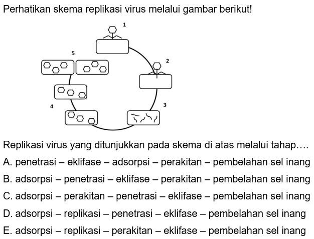 Perhatikan skema replikasi virus melalui gambar berikut!
Replikasi virus yang ditunjukkan pada skema di atas melalui tahap....
A. penetrasi - eklifase - adsorpsi - perakitan - pembelahan sel inang
B. adsorpsi - penetrasi - eklifase - perakitan - pembelahan sel inang
C. adsorpsi - perakitan - penetrasi - eklifase - pembelahan sel inang
D. adsorpsi - replikasi - penetrasi - eklifase - pembelahan sel inang
E. adsorpsi - replikasi - perakitan - eklifase - pembelahan sel inang