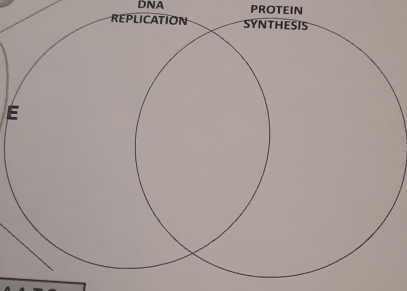 DNA PROTEIN 
E