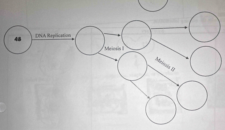 DNA Replication 
Meiosis I 
Meiosis II