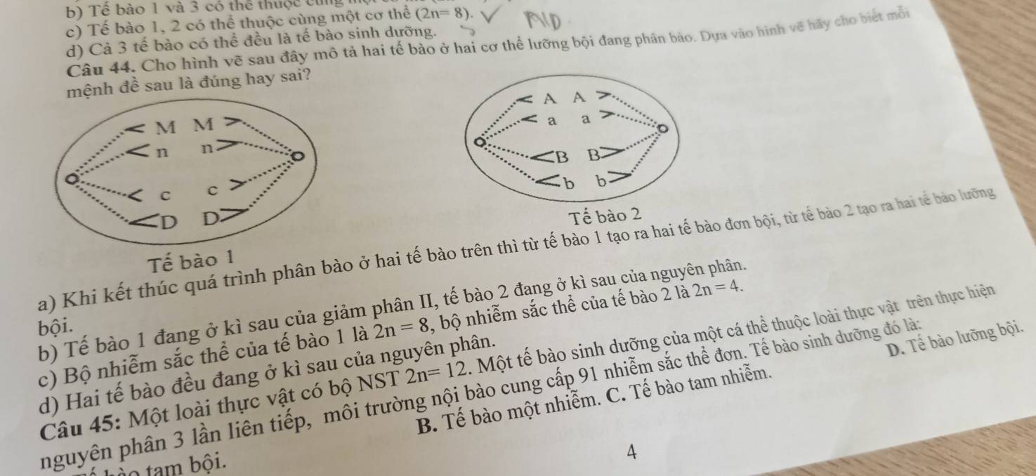 b) Tể bào 1 và 3 có thể thuộc cng
c) Tế bào 1, 2 có thể thuộc cùng một cơ thể (2n=8)
d) Cả 3 tế bào có thể đều là tế bào sinh dưỡng.
Câu 44. Cho hình vẽ sau đây mô tả hai tế bào ở hai cơ thể lưỡng bội đang phân bào. Dựa vào hình vẽ hãy cho biết mỗi
mệnh đề sau là đúng hay sai?
Tế bào 2
a) Khi kết thúc quá trình phân bào ở hai tế bào trên thì từ tế bảo 1 tạo ra hai tế bào đơn bội, từ tế bảo 2 tạo ra hai tế bào lưỡng
Tế bào 1
b) Tế bào 1 đang ở kì sau của giảm phân II, tế bào 2 đang ở kì sau của nguyên phân.
bội.
c) Bộ nhiễm sắc thể của tế bào 1 là 2n=8 , bộ nhiễm sắc thể của tế bào 2 là 2n=4. 
Câu 45: Một loài thực vật có bộ NST 2n=12 : Một tế bào sinh dưỡng của một cá thể thuộc loài thực vật trên thực hiện
d) Hai tế bào đều đang ở kì sau của nguyên phân.
B. Tế bào một nhiễm. C. Tế bào tam nhiễm. D. Tế bào lưỡng bội.
nguyên phân 3 lần liên tiếp, môi trường nội bào cung cấp 91 nhiễm sắc thể đơn. Tế bào sinh dưỡng đó lày
o tam bội.
4