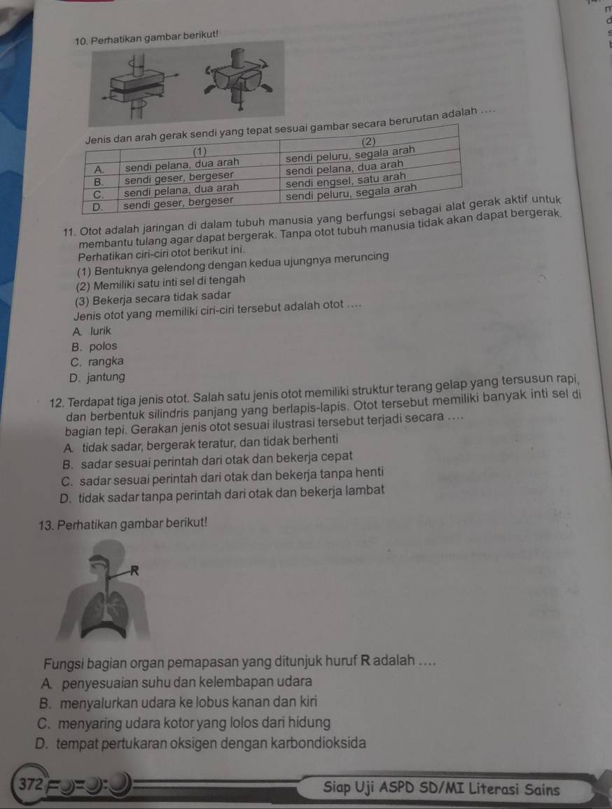 gambar berikut!
bar secara berurutan adalah ....
11. Otot adalah jaringan di dalam tubuh manusia yang ber aktif untuk
membantu tulang agar dapat bergerak. Tanpa otot tubuh manusia tidak akan daat bergerak
Perhatikan ciri-ciri otot berikut ini.
(1) Bentuknya gelendong dengan kedua ujungnya meruncing
(2) Memiliki satu inti sel di tengah
(3) Bekerja secara tidak sadar
Jenis otot yang memiliki ciri-ciri tersebut adalah otot ....
A. lurik
B. polos
C. rangka
D. jantung
12. Terdapat tiga jenis otot. Salah satu jenis otot memiliki struktur terang gelap yang tersusun rapi,
dan berbentuk silindris panjang yang berlapis-lapis. Otot tersebut memiliki banyak inti sel di
bagian tepi. Gerakan jenis otot sesuai ilustrasi tersebut terjadi secara ....
A. tidak sadar, bergerak teratur, dan tidak berhenti
B. sadar sesuai perintah dari otak dan bekerja cepat
C. sadar sesuai perintah dari otak dan bekerja tanpa henti
D. tidak sadar tanpa perintah dari otak dan bekerja lambat
13. Perhatikan gambar berikut!
Fungsi bagian organ pernapasan yang ditunjuk huruf R adalah ....
A. penyesuaian suhu dan kelembapan udara
B. menyalurkan udara ke lobus kanan dan kiri
C. menyaring udara kotor yang lolos dari hidung
D. tempat pertukaran oksigen dengan karbondioksida
372FJ= Siap Uji ASPD SD/MI Literasi Sains